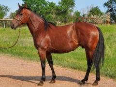 Easters Lil Surprise <BR> AQHA 5836176